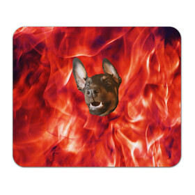 Коврик для мышки прямоугольный с принтом Огненый Пес в Новосибирске, натуральный каучук | размер 230 х 185 мм; запечатка лицевой стороны | голова | горячий | горящий | доберман | животное | зверек | зверь | зубы | клык | красный | лицо | овчарка | огонь | пес | пламя | рот | ротвейлер | свет | собака | удивленный | улыбка | щенок