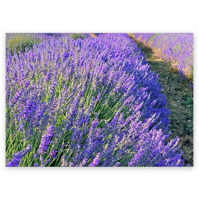 Поздравительная открытка с принтом Lavender field в Новосибирске, 100% бумага | плотность бумаги 280 г/м2, матовая, на обратной стороне линовка и место для марки
 | field | green | lavender | nature | summer | violet | бутон | клумба. | лаванда | лето | лиловый | поле | сиреневый | фиолетовый | цветение | цветок | цветы