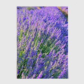 Постер с принтом Lavender field в Новосибирске, 100% бумага
 | бумага, плотность 150 мг. Матовая, но за счет высокого коэффициента гладкости имеет небольшой блеск и дает на свету блики, но в отличии от глянцевой бумаги не покрыта лаком | Тематика изображения на принте: field | green | lavender | nature | summer | violet | бутон | клумба. | лаванда | лето | лиловый | поле | сиреневый | фиолетовый | цветение | цветок | цветы