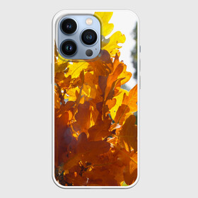 Чехол для iPhone 13 Pro с принтом Букет из осенних листьев в Новосибирске,  |  | Тематика изображения на принте: бабье лето | золотая осень | листья желтые | листья осенние | сентябрь | третье сентября