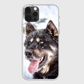 Чехол для iPhone 12 Pro Max с принтом Сибирский Хаски в Новосибирске, Силикон |  | dog | животные | зима | пес | природа | сибирский | снег | собака | собаки | собакчка | собачки | хаски