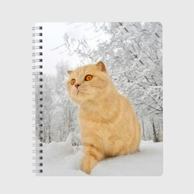 Тетрадь с принтом Кот и снег в Новосибирске, 100% бумага | 48 листов, плотность листов — 60 г/м2, плотность картонной обложки — 250 г/м2. Листы скреплены сбоку удобной пружинной спиралью. Уголки страниц и обложки скругленные. Цвет линий — светло-серый
 | cat | животные | звири | кис | киска | кот | котейка | котик | коты | котяра | кошка | кошки | природа