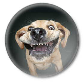 Значок с принтом Улыбающаяся Собака в Новосибирске,  металл | круглая форма, металлическая застежка в виде булавки | Тематика изображения на принте: dog | зубы | лапы | мем | пес | прикол | слюни | смешные животные | собака | собачка | улыбающаяся собака | улыбка | щенок | юмор | язык