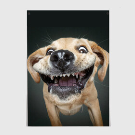 Постер с принтом Улыбающаяся Собака в Новосибирске, 100% бумага
 | бумага, плотность 150 мг. Матовая, но за счет высокого коэффициента гладкости имеет небольшой блеск и дает на свету блики, но в отличии от глянцевой бумаги не покрыта лаком | dog | зубы | лапы | мем | пес | прикол | слюни | смешные животные | собака | собачка | улыбающаяся собака | улыбка | щенок | юмор | язык