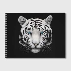 Альбом для рисования с принтом Белый тигр в Новосибирске, 100% бумага
 | матовая бумага, плотность 200 мг. | Тематика изображения на принте: белый тигр | крупный тигр | крупным планом | с голубыми глазами | тигры
