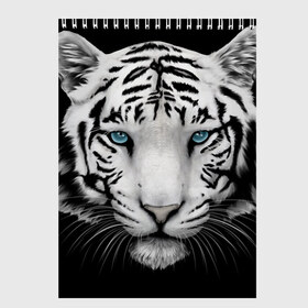 Скетчбук с принтом Белый тигр в Новосибирске, 100% бумага
 | 48 листов, плотность листов — 100 г/м2, плотность картонной обложки — 250 г/м2. Листы скреплены сверху удобной пружинной спиралью | Тематика изображения на принте: белый тигр | крупный тигр | крупным планом | с голубыми глазами | тигры