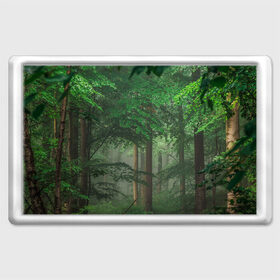 Магнит 45*70 с принтом Тропический лес в Новосибирске, Пластик | Размер: 78*52 мм; Размер печати: 70*45 | Тематика изображения на принте: деревья | джунгли | зеленый лес | зелень | лес | тропики | тропический лес