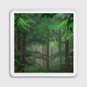 Магнит 55*55 с принтом Тропический лес в Новосибирске, Пластик | Размер: 65*65 мм; Размер печати: 55*55 мм | Тематика изображения на принте: деревья | джунгли | зеленый лес | зелень | лес | тропики | тропический лес