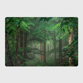 Магнитный плакат 3Х2 с принтом Тропический лес в Новосибирске, Полимерный материал с магнитным слоем | 6 деталей размером 9*9 см | деревья | джунгли | зеленый лес | зелень | лес | тропики | тропический лес