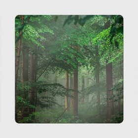 Магнит виниловый Квадрат с принтом Тропический лес в Новосибирске, полимерный материал с магнитным слоем | размер 9*9 см, закругленные углы | Тематика изображения на принте: деревья | джунгли | зеленый лес | зелень | лес | тропики | тропический лес
