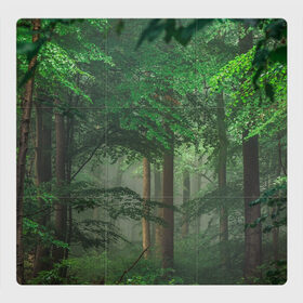 Магнитный плакат 3Х3 с принтом Тропический лес в Новосибирске, Полимерный материал с магнитным слоем | 9 деталей размером 9*9 см | Тематика изображения на принте: деревья | джунгли | зеленый лес | зелень | лес | тропики | тропический лес
