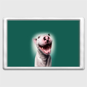 Магнит 45*70 с принтом Bully в Новосибирске, Пластик | Размер: 78*52 мм; Размер печати: 70*45 | Тематика изображения на принте: bull terrier | ears | eyes | fangs | jaw | muzzle | nose | smile | бультерьер | глаза | клыки | нос | пасть | улыбка | уши