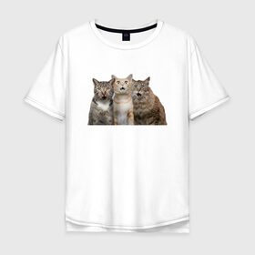 Мужская футболка хлопок Oversize с принтом удивленные коты в Новосибирске, 100% хлопок | свободный крой, круглый ворот, “спинка” длиннее передней части | Тематика изображения на принте: котики | надписи | прикол | удивление | черный кот