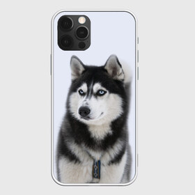 Чехол для iPhone 12 Pro Max с принтом ХАСКИ в Новосибирске, Силикон |  | dog | husky | милый | пес | песик | собака | собачка | хаски | щенок