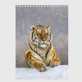 Скетчбук с принтом ТИГР ЗИМОЙ в Новосибирске, 100% бумага
 | 48 листов, плотность листов — 100 г/м2, плотность картонной обложки — 250 г/м2. Листы скреплены сверху удобной пружинной спиралью | Тематика изображения на принте: tiger | амурский | бенгальский | дикий | зима | зимой | кошка | крупная | полосатый | тигр | тигренок | тигрица