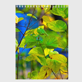 Скетчбук с принтом Листва в Новосибирске, 100% бумага
 | 48 листов, плотность листов — 100 г/м2, плотность картонной обложки — 250 г/м2. Листы скреплены сверху удобной пружинной спиралью | береза | деревья | листья | осень | природа