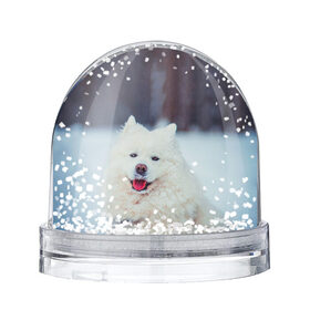 Снежный шар с принтом САМОЕД в Новосибирске, Пластик | Изображение внутри шара печатается на глянцевой фотобумаге с двух сторон | Тематика изображения на принте: animals | dog | winter | домашние | друг | животные | звери | зима | лайка | пес | песель | природа | пушистый | самоед | собаки | собачка | хаски