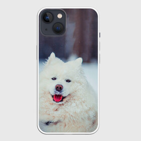 Чехол для iPhone 13 с принтом САМОЕД в Новосибирске,  |  | animals | dog | winter | домашние | друг | животные | звери | зима | лайка | пес | песель | природа | пушистый | самоед | собаки | собачка | хаски