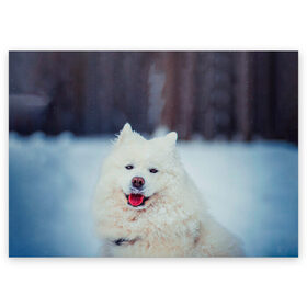 Поздравительная открытка с принтом САМОЕД в Новосибирске, 100% бумага | плотность бумаги 280 г/м2, матовая, на обратной стороне линовка и место для марки
 | animals | dog | winter | домашние | друг | животные | звери | зима | лайка | пес | песель | природа | пушистый | самоед | собаки | собачка | хаски