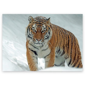 Поздравительная открытка с принтом Тигр в Новосибирске, 100% бумага | плотность бумаги 280 г/м2, матовая, на обратной стороне линовка и место для марки
 | животное | животные | звери | зверь | зима | кот | кошка | природа | снег | тигр | тигра | тигры | хищник | хищники
