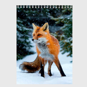 Скетчбук с принтом Лиса в зимнем лесу в Новосибирске, 100% бумага
 | 48 листов, плотность листов — 100 г/м2, плотность картонной обложки — 250 г/м2. Листы скреплены сверху удобной пружинной спиралью | Тематика изображения на принте: fox | foxy | в | животные | звери | зима | зимний | зимняя | лес | лиса | лисичка | лисы | природа | снег | снежная