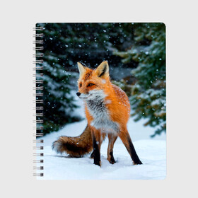 Тетрадь с принтом Лиса в зимнем лесу в Новосибирске, 100% бумага | 48 листов, плотность листов — 60 г/м2, плотность картонной обложки — 250 г/м2. Листы скреплены сбоку удобной пружинной спиралью. Уголки страниц и обложки скругленные. Цвет линий — светло-серый
 | Тематика изображения на принте: fox | foxy | в | животные | звери | зима | зимний | зимняя | лес | лиса | лисичка | лисы | природа | снег | снежная