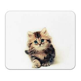 Коврик для мышки прямоугольный с принтом катёнок в Новосибирске, натуральный каучук | размер 230 х 185 мм; запечатка лицевой стороны | Тематика изображения на принте: cute kitten | kitten | котёнок | красивый котёнок | милый котёнок