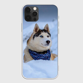 Чехол для iPhone 12 Pro Max с принтом Хаски в Новосибирске, Силикон |  | dog | животные | пес | природа | собака | собаки | собакчка | собачки | хаски