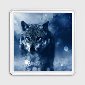 Магнит 55*55 с принтом Красивый волк в Новосибирске, Пластик | Размер: 65*65 мм; Размер печати: 55*55 мм | wolf | ауф | волк | волчонок | зима | синеглазый волк