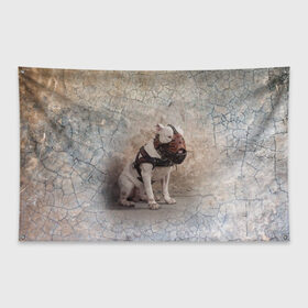 Флаг-баннер с принтом Бойцовый бультерьер в Новосибирске, 100% полиэстер | размер 67 х 109 см, плотность ткани — 95 г/м2; по краям флага есть четыре люверса для крепления | bull terrier | dog | ears | eyes | muzzle | paws | plaster | texture | wall | бультерьер | глаза | лапы | намордник | пёс | собака | стена | текстура | уши | штукатурка