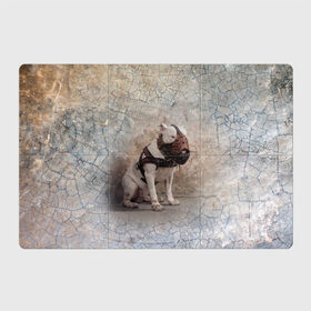 Магнитный плакат 3Х2 с принтом Бойцовый бультерьер в Новосибирске, Полимерный материал с магнитным слоем | 6 деталей размером 9*9 см | bull terrier | dog | ears | eyes | muzzle | paws | plaster | texture | wall | бультерьер | глаза | лапы | намордник | пёс | собака | стена | текстура | уши | штукатурка
