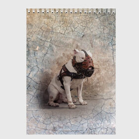 Скетчбук с принтом Бойцовый бультерьер в Новосибирске, 100% бумага
 | 48 листов, плотность листов — 100 г/м2, плотность картонной обложки — 250 г/м2. Листы скреплены сверху удобной пружинной спиралью | bull terrier | dog | ears | eyes | muzzle | paws | plaster | texture | wall | бультерьер | глаза | лапы | намордник | пёс | собака | стена | текстура | уши | штукатурка