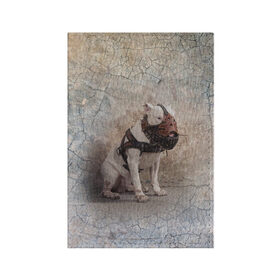 Обложка для паспорта матовая кожа с принтом Бойцовый бультерьер в Новосибирске, натуральная матовая кожа | размер 19,3 х 13,7 см; прозрачные пластиковые крепления | Тематика изображения на принте: bull terrier | dog | ears | eyes | muzzle | paws | plaster | texture | wall | бультерьер | глаза | лапы | намордник | пёс | собака | стена | текстура | уши | штукатурка
