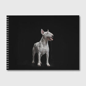 Альбом для рисования с принтом Bully в Новосибирске, 100% бумага
 | матовая бумага, плотность 200 мг. | Тематика изображения на принте: bull terrier | dog | ears | eyes | fangs | jaw | muzzle | paws | saliva | tongue | бультерьер | глаза | клыки | лапы | нос | пасть | слюна | собака | уши | язык