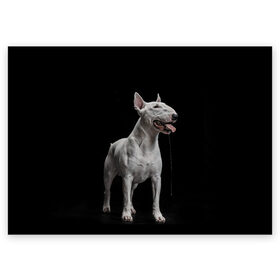 Поздравительная открытка с принтом Bully в Новосибирске, 100% бумага | плотность бумаги 280 г/м2, матовая, на обратной стороне линовка и место для марки
 | bull terrier | dog | ears | eyes | fangs | jaw | muzzle | paws | saliva | tongue | бультерьер | глаза | клыки | лапы | нос | пасть | слюна | собака | уши | язык