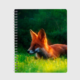 Тетрадь с принтом Рыжая лиса в Новосибирске, 100% бумага | 48 листов, плотность листов — 60 г/м2, плотность картонной обложки — 250 г/м2. Листы скреплены сбоку удобной пружинной спиралью. Уголки страниц и обложки скругленные. Цвет линий — светло-серый
 | fox | foxy | животное | звери | лиса | лисенок | лисичка | милая | рыжая | фокс