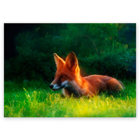 Поздравительная открытка с принтом Рыжая лиса в Новосибирске, 100% бумага | плотность бумаги 280 г/м2, матовая, на обратной стороне линовка и место для марки
 | fox | foxy | животное | звери | лиса | лисенок | лисичка | милая | рыжая | фокс