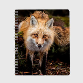 Тетрадь с принтом Лиса в Новосибирске, 100% бумага | 48 листов, плотность листов — 60 г/м2, плотность картонной обложки — 250 г/м2. Листы скреплены сбоку удобной пружинной спиралью. Уголки страниц и обложки скругленные. Цвет линий — светло-серый
 | fox | foxy | животное | звери | лиса | лисенок | лисичка | милая | рыжая | фокс