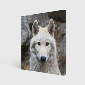 Холст квадратный с принтом Волк в Новосибирске, 100% ПВХ |  | animals | wolf | волк | волки | животные | звери | зверь | луна | одиночество | одиночка | пёс | собака