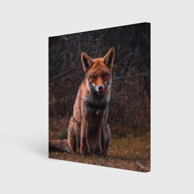 Холст квадратный с принтом Хищная лисица в Новосибирске, 100% ПВХ |  | fox | foxy | животное | звери | лиса | лисенок | лисичка | милая | рыжая | фокс