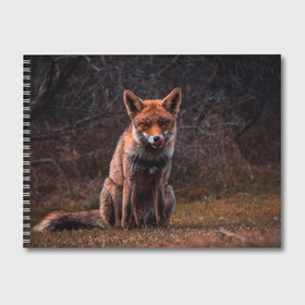 Альбом для рисования с принтом Хищная лисица в Новосибирске, 100% бумага
 | матовая бумага, плотность 200 мг. | Тематика изображения на принте: fox | foxy | животное | звери | лиса | лисенок | лисичка | милая | рыжая | фокс