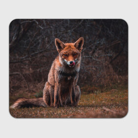Коврик для мышки прямоугольный с принтом Хищная лисица в Новосибирске, натуральный каучук | размер 230 х 185 мм; запечатка лицевой стороны | Тематика изображения на принте: fox | foxy | животное | звери | лиса | лисенок | лисичка | милая | рыжая | фокс