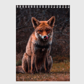 Скетчбук с принтом Хищная лисица в Новосибирске, 100% бумага
 | 48 листов, плотность листов — 100 г/м2, плотность картонной обложки — 250 г/м2. Листы скреплены сверху удобной пружинной спиралью | Тематика изображения на принте: fox | foxy | животное | звери | лиса | лисенок | лисичка | милая | рыжая | фокс