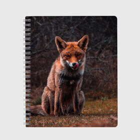 Тетрадь с принтом Хищная лисица в Новосибирске, 100% бумага | 48 листов, плотность листов — 60 г/м2, плотность картонной обложки — 250 г/м2. Листы скреплены сбоку удобной пружинной спиралью. Уголки страниц и обложки скругленные. Цвет линий — светло-серый
 | fox | foxy | животное | звери | лиса | лисенок | лисичка | милая | рыжая | фокс