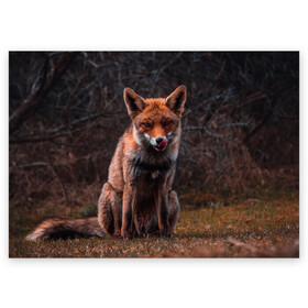 Поздравительная открытка с принтом Хищная лисица в Новосибирске, 100% бумага | плотность бумаги 280 г/м2, матовая, на обратной стороне линовка и место для марки
 | Тематика изображения на принте: fox | foxy | животное | звери | лиса | лисенок | лисичка | милая | рыжая | фокс