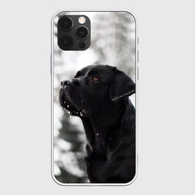 Чехол для iPhone 12 Pro Max с принтом Лабрадор Марк в Новосибирске, Силикон |  | dog | winter | животные | зима | лабрадор | лабрадор ретривер | снег | собака