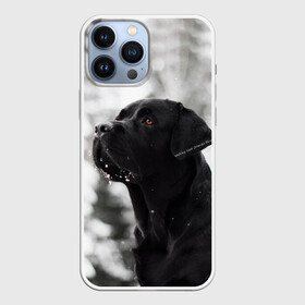 Чехол для iPhone 13 Pro Max с принтом Лабрадор Марк в Новосибирске,  |  | dog | winter | животные | зима | лабрадор | лабрадор ретривер | снег | собака