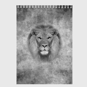 Скетчбук с принтом Лев в Новосибирске, 100% бумага
 | 48 листов, плотность листов — 100 г/м2, плотность картонной обложки — 250 г/м2. Листы скреплены сверху удобной пружинной спиралью | big cat | lion | зверь | кошка | лев | львенок | львица | хищник | царь зверей