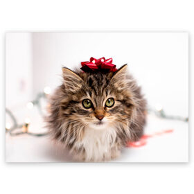 Поздравительная открытка с принтом я лучший подарочек в Новосибирске, 100% бумага | плотность бумаги 280 г/м2, матовая, на обратной стороне линовка и место для марки
 | бантик | взгляд | глаза | животные | звери | зверь | киса | кисонька | кот | котейка | котик | коты | котэ | кошки | лапы | нос | подарок | подарочек | сюрприз | усы | уши | шерсть