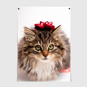 Постер с принтом я лучший подарочек в Новосибирске, 100% бумага
 | бумага, плотность 150 мг. Матовая, но за счет высокого коэффициента гладкости имеет небольшой блеск и дает на свету блики, но в отличии от глянцевой бумаги не покрыта лаком | бантик | взгляд | глаза | животные | звери | зверь | киса | кисонька | кот | котейка | котик | коты | котэ | кошки | лапы | нос | подарок | подарочек | сюрприз | усы | уши | шерсть